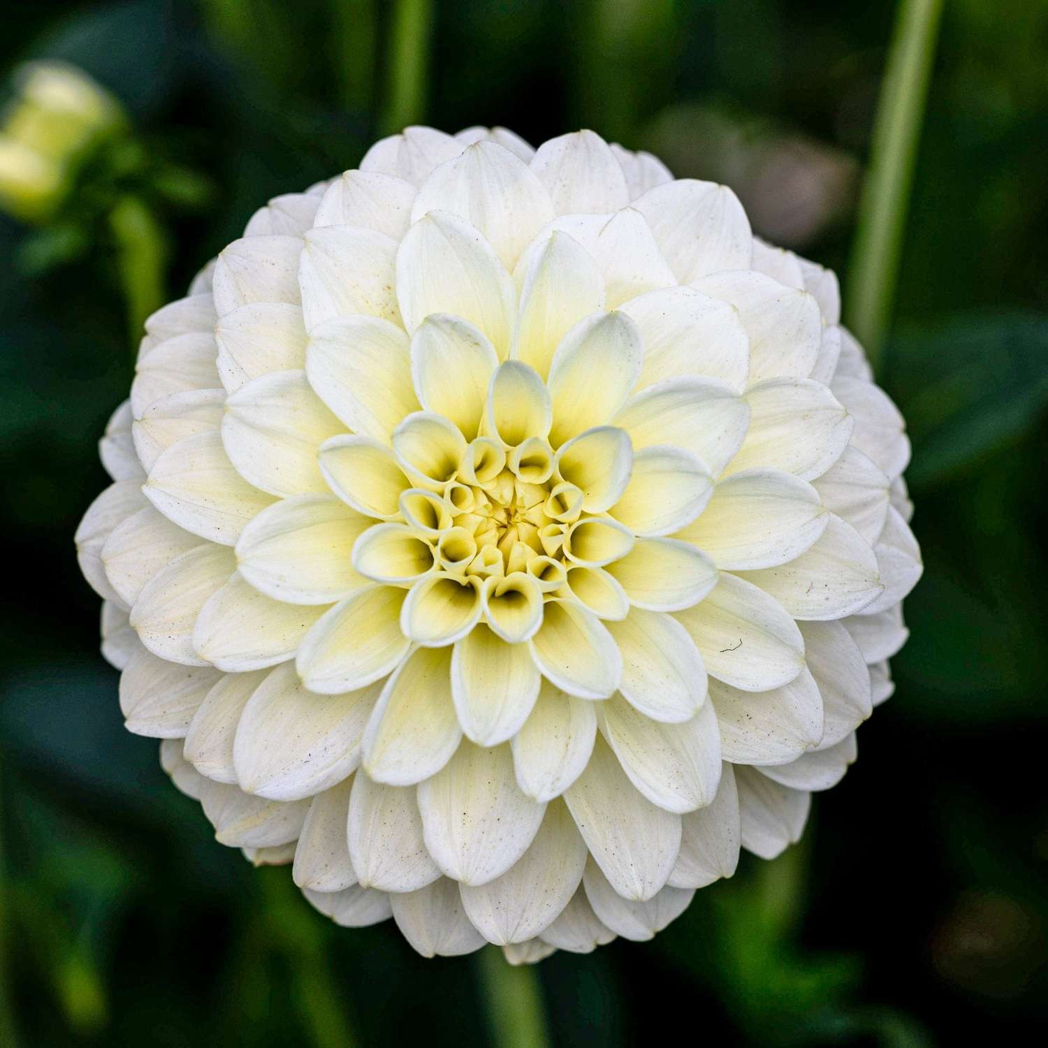 Dahlie 'Caramel Antique'